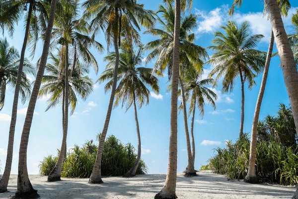Dégustation de vins châteauneuf du pape : explorez nos parcours d'exception